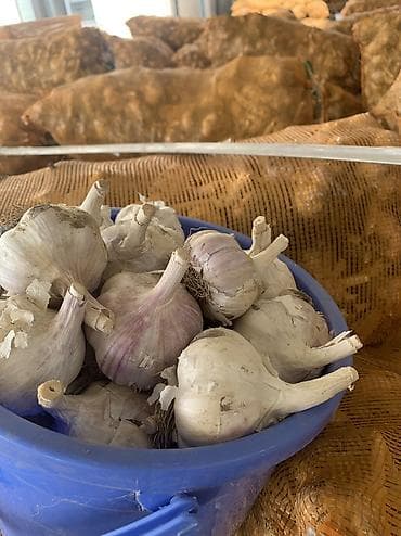 Продукты питания: Чеснок Оптом, Самовывоз, Платная доставка — 2