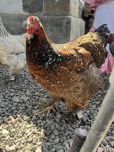 ящик пластиковый: Продаю | Инкубационные яйца | Брама | Для разведения — 6