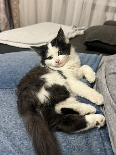 растения в аквариум: 3 месяца, Девочка, С прививками, Приучена к лотку, Проглистована — 1