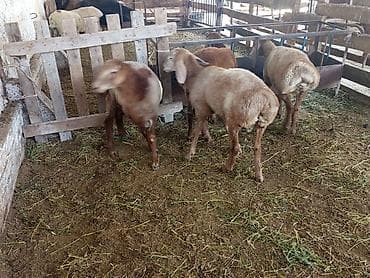 баран матки: Продаю | Баран (самец) | На забой — 1