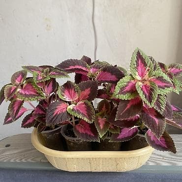 ананас тайский: Колеус (Coleus, сорт с розово-бордовой листвой) - Яркий — 3