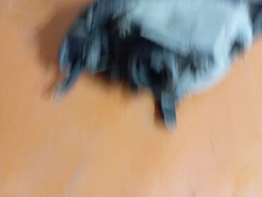 Автокосметика: Алдыңкы оң фара Mazda 2003 г. — 2