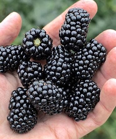 ложка для мороженного: Ежемалина Лохтей
ежемалина Лохнес — 4