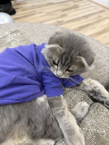 отдам даром шотландского вислоухого котенка: Скотиш Фолд (Шотландская вислоухая), 3 месяца, Девочка, Серый, С документами, С прививками, Приучена к лотку — 38