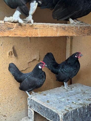 дойный корова: Продаю | Куры, Петух — 3