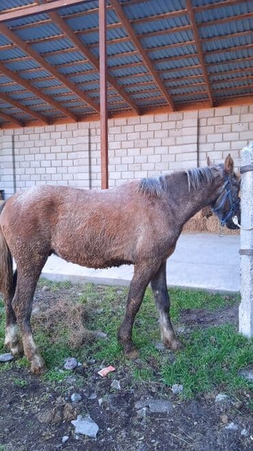 Собаки: Продаю | Жеребец | Кара Жорго | Рабочий | Племенные — 2