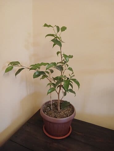 Фикус Бенджамина, в горшке, укорененный 300с есть много в наличии
