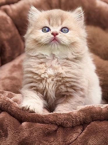 Продается самый невероятный котёнок страны!!! Любовь с первого взгляда