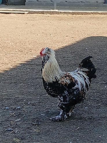 кара балта мал: Продаю петухов 3 шт Крупные вольные Большой белый 2,6 года. 1500сом — 3