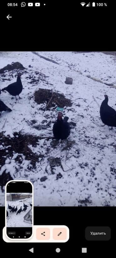 Аквариумы: Ундук тор короздору 3700 Дон 5000 минге чейин мекиштери 2500 Дон 3500 — 5