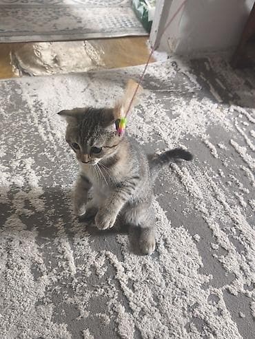 отдам в добрые руки кошку: Котенок девочка Ириска 2 мес,папа чистокровный шотландецмама метиска — 8