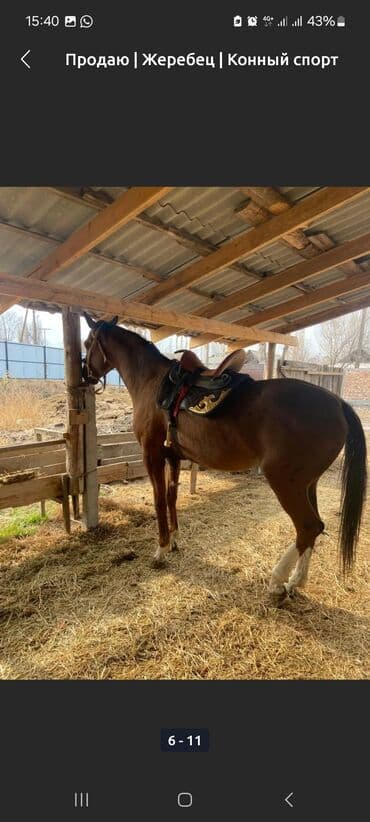 Жылкылар, аттар: Сатам | Байтал | Ат спорту — 7