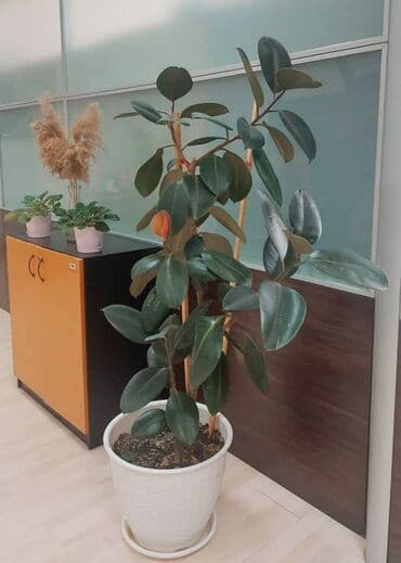 Фикус шикарный! Черный принц в горшке. 4 года. Рост выше 160 см