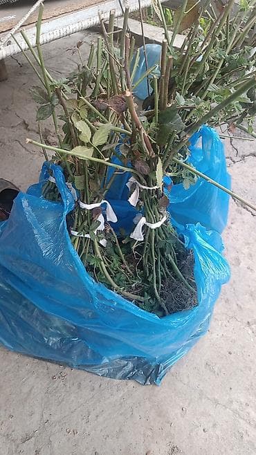 сантехник ош: Ежемалина Лохтей
ежемалина Лохнес — 2