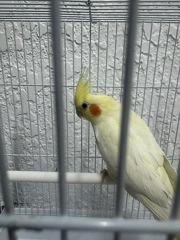 сокол купить: Корелла (нимфа) светлого окраса с желтым хохолком и оранжевыми — 2