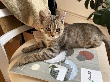 продам домик для кошки: Беспородная, 5 месяцев, Мальчик, Приучена к лотку, Проглистована — 2