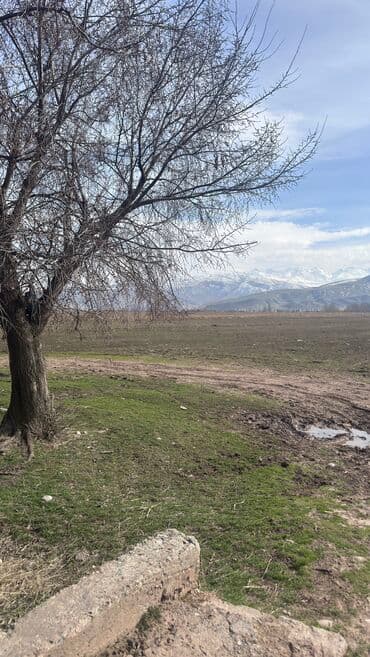 ишу земельный дом кок жар: 385 соток, Для сельского хозяйства, Договор дарения — 9