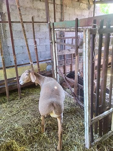машинка овец: Продаю | Овца (самка) | Для разведения | Матка — 4