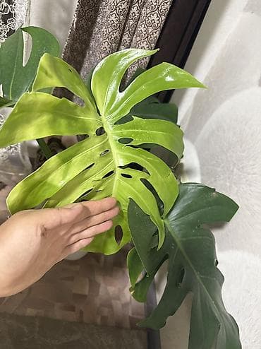 магазин аквариумов: Монстера . 2000сом . Район Ахунбаева /Молдыбаева — 2