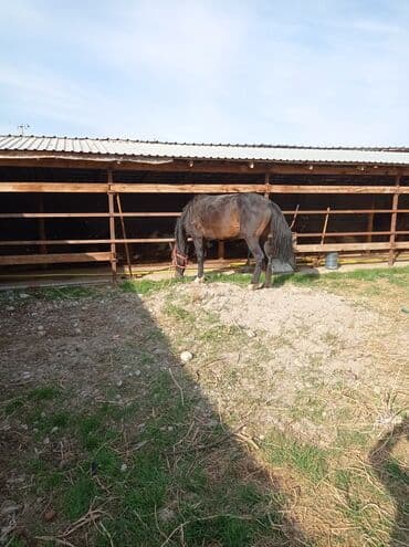 кролики декоративные: Продаю | Кобыла (самка) | Рабочий — 5