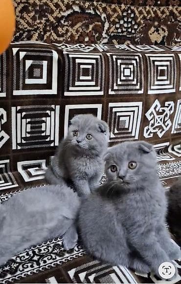 купить кошку в бишкеке: Шотландские вислоухие котята, окрас голубой (blue). - Плотная — 1