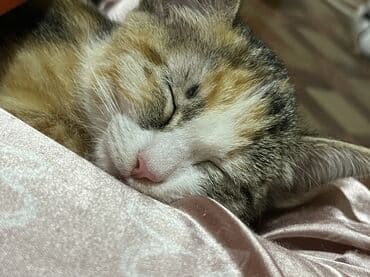 продаю связи с переездом: Кошка даром: Беспородная, 4 месяца, Девочка, Приучена к лотку — 2