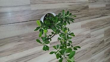 Комнатные растения: Малочай по 500с каждый — 4