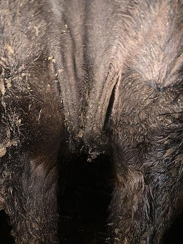 коровы дойные: Продаю | Корова (самка) | Для молока | Привязанные — 9