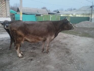 кормовая соль для животных: Продаю | Корова (самка) | Для молока | Привязанные — 4