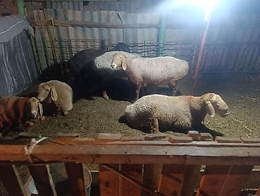 Продаю | Овца (самка) | Для разведения | Матка at lalafo.kg Продаю | Овца (самка) | Для разведения | Матка