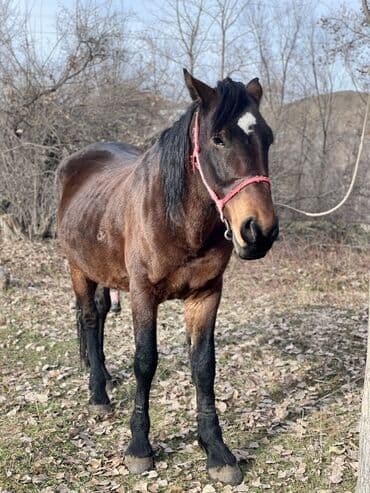 срочно продаю в связи с переездом: Продаю | Конь (самец) | Для разведения | Племенные — 1