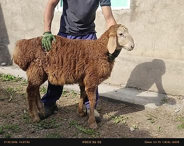 декоративная рыба: Продаю | Баран (самец) | Арашан | На забой, Для разведения, Для шерсти — 3