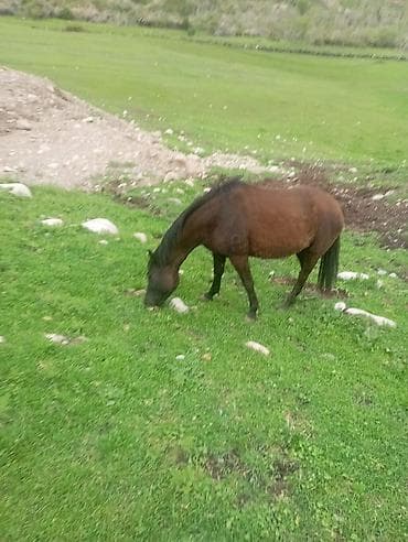 кобыла на забой: Продаю | Кобыла (самка) | Для разведения — 4