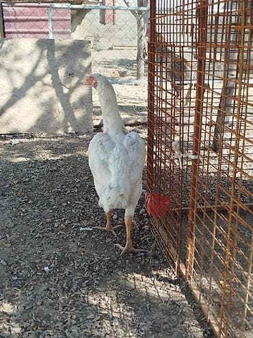 породистые собаки в бишкеке: Дакан АК мекиш сатылат тулоп жатат алмашу жолдору бар жемге жугоруго — 4
