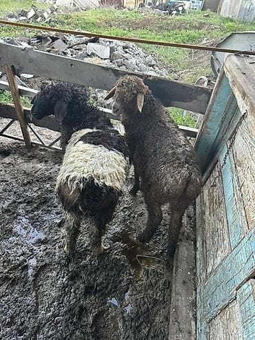 породистые: Продаю | Баран (самец) | Для разведения — 3