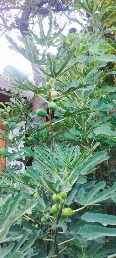 где купить саженцы гортензии в бишкеке: 📍Продаю инжир 1 год 7 месяцев плодоносящий, через 2-3 месяца можно — 5