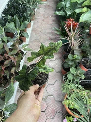 Ароидное комнатное растение в горшке (примерно 8–10 см). Декоративные at lalafo.kg Ароидное комнатное растение в горшке (примерно 8–10 см). Декоративные
