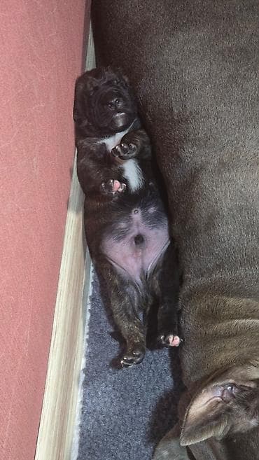 Ит кууту: Щенки метисы (короткошёрстные, тигровый и чёрный окрасы) смесь питбуль — 8