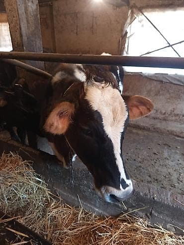 романовский бараны: Продаю | Тёлка | Полукровка | На откорм | Искусственник — 4