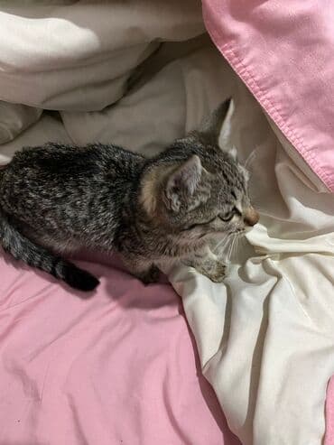 возьму кошку в добрые руки: Полосатый котёнок, девочка 2 месяца . серо-коричневые полосы — 4