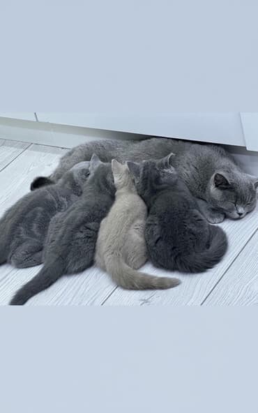 отдам породистых котят: Породистые котята Scottish Straight (скоттиш-страйт) - Порода — 1