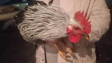 мясо бройлера цена бишкек: Птицы — 1