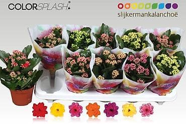 Каланхоэ: Каланхоэ «ColorSplash» от Slijkerman Kalanchoë — компактные комнатные — 1