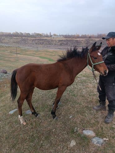 сколько стоит лабрадор щенок: Сатам | Тай | Жумушка — 5
