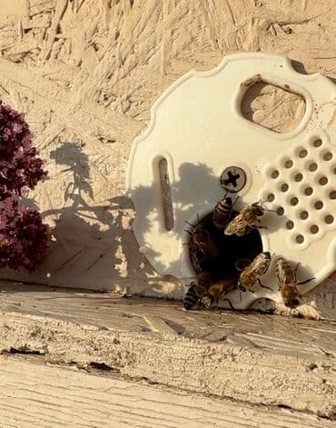 баночки для меда бишкек: Продаем мёд крупным и мелком оптом от производителя. Горный мёд — 3