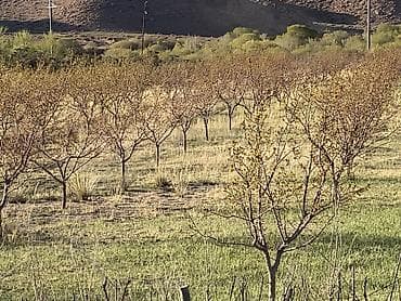 баткенский: 600 соток, Действующий, Электричество, Холодная вода — 9