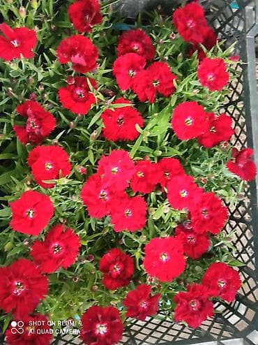 резный: Рассада цветущих однолетников в кассетах - Бархатцы (Tagetes) — 8