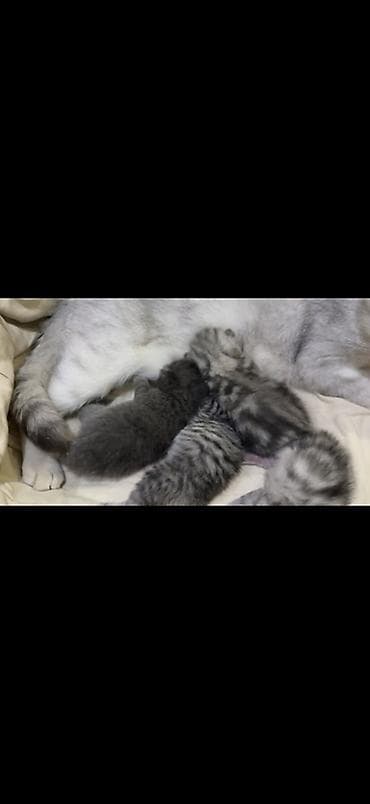 котята простые: Британские короткошёрстные котята, серебристые табби и голубого — 3