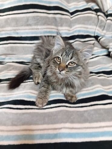 французкий бульдог цена: Мейн-кун, 3 месяца, Мальчик, Серый, Приучена к лотку — 6