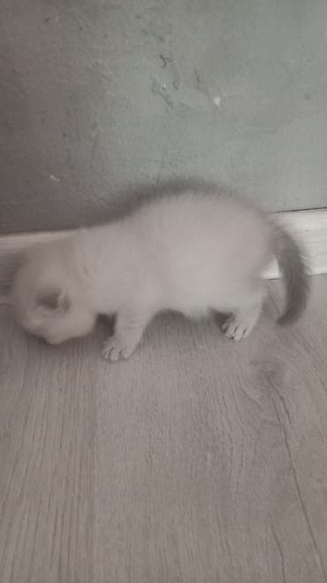 сөөл жан: Шотландская вислоухая кошка (Scottish Fold) - Окрас: сплошной серый — 1